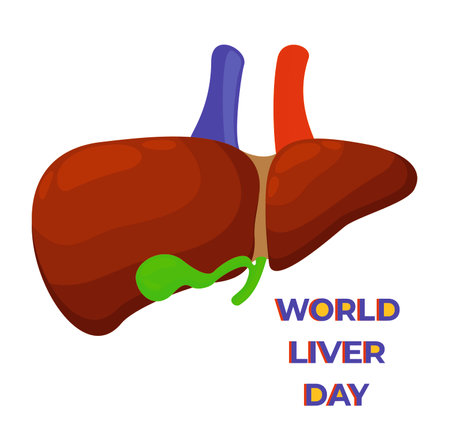 World Liver Day. Liver and gallbladder. Vector isolated illustration with lettering.のイラスト素材