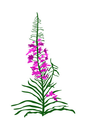fireweed. Rosebay willowherb. Vector isolated floral illustration.のイラスト素材