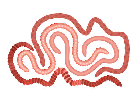 Curled crawling earthworms isolated on white background. vector illustration.のイラスト素材