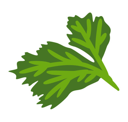 Parsley leaf. Vector herbal isolated illustration. Food ingredient.のイラスト素材