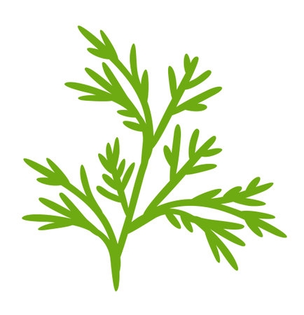 Dill leaf. Vector herbal isolated illustration. Food ingredient.のイラスト素材