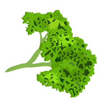 Bunch of parsley. Vector isolated illustration.のイラスト素材