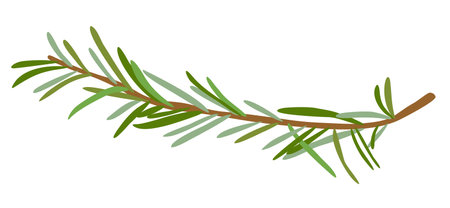 Rosemary branch. Food spicy ingredient. Vector isolated illustration.のイラスト素材