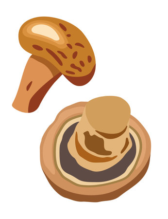 Fresh mushrooms. Vector isolated illustration. Champignon vector.のイラスト素材