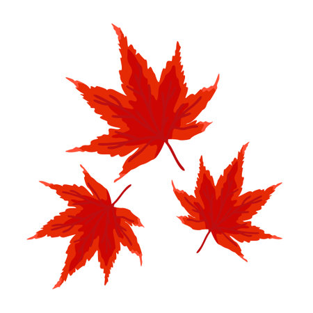 Red Japanese maple. Vector isolated illustration.のイラスト素材