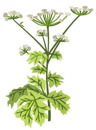 Hogweed. Vector botanical isolated illustration.のイラスト素材