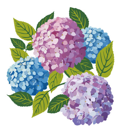 Hydrangea. Floral vector isolated illustration.