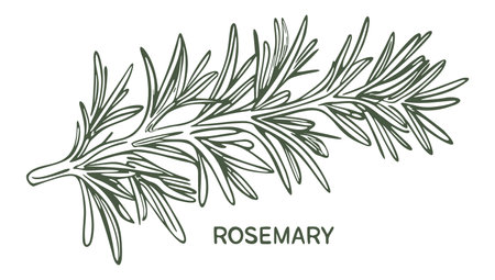 Rosemary branch. Vector monochrome isolated illustration.のイラスト素材