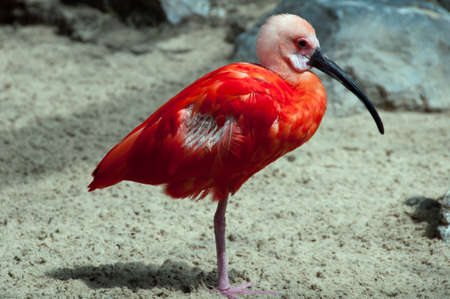 Red Bird standing on one leg in the zoo of Duisburg, Germanyの写真素材
