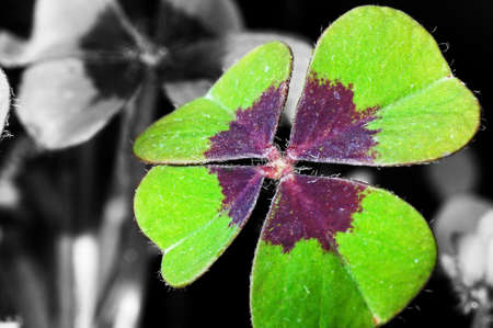 four leaf clover on a black and white backgroundの写真素材