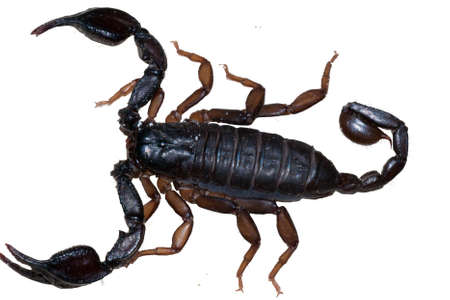 Scorpio exemptedの写真素材