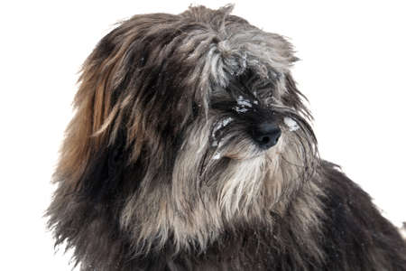 longhaired dog with snow in the face (exempted on white background)の写真素材