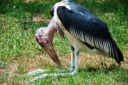 vulture birdの写真素材