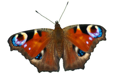 butterfly on white backgroundの写真素材