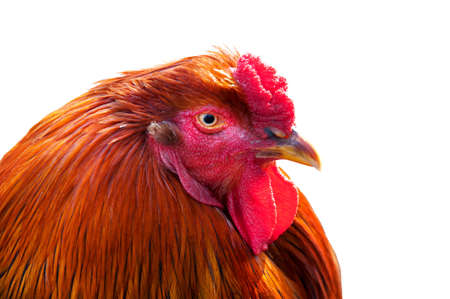 colorful chickenの写真素材