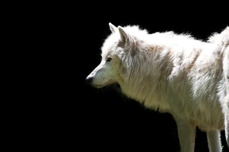 white wolfの写真素材