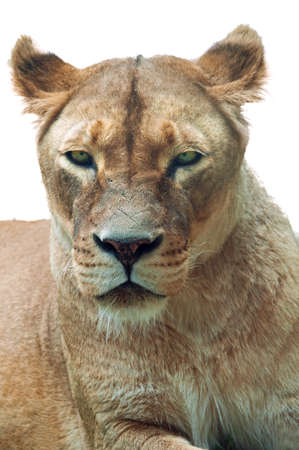 Lionessの写真素材
