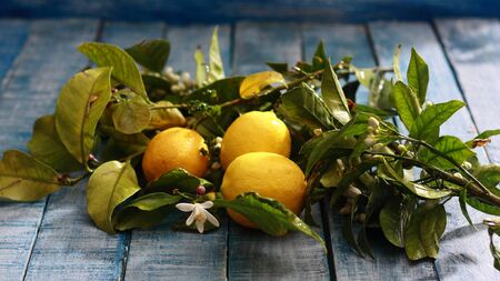 lemons from Murcia, Spain, full of the sun and vitamin Cの写真素材