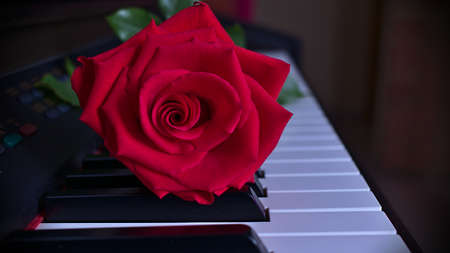 natural red rose on the keyboard of a piano