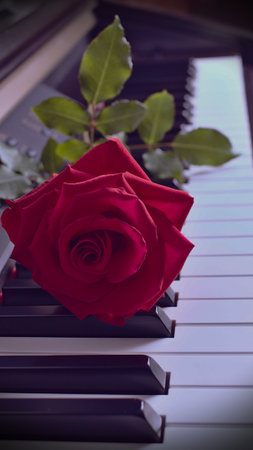 natural red rose on the keyboard of a pianoの写真素材