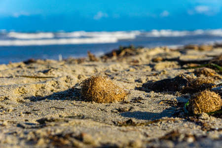 beach landscape with round seaweed on the sand and in the background the sea in stormy weatherの写真素材