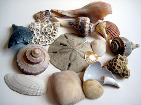 Beach Finds