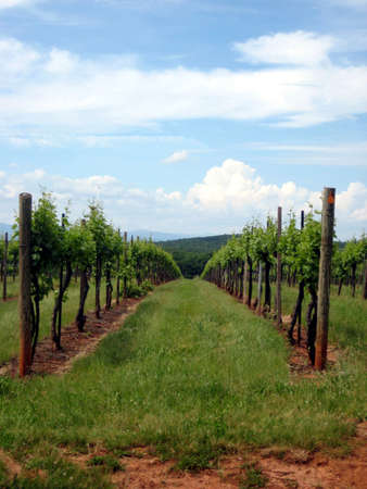 Vineyard Rowの写真素材