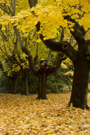 yellow leaves on maple trees in autumnの写真素材