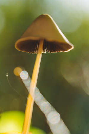 Mushroom in a magical forest in autumn colours. Macro shot.の写真素材