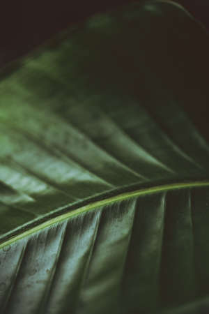 Dark moody green leaf of a palm. Strelitzia. Bird of paradise plant. Houseplant.の写真素材