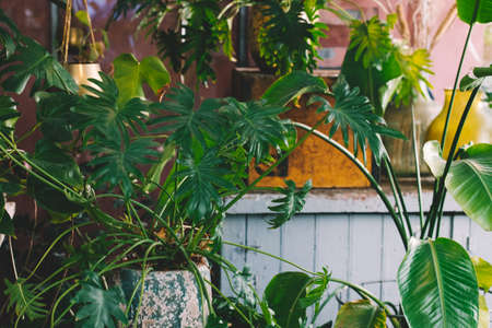 Interior of a small greenhouse with a lot of green houseplants. Boho style