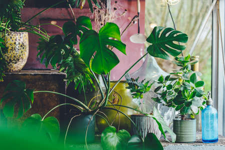 Interior of a small greenhouse with a lot of green houseplants. Boho styleの写真素材