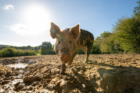 Pig at a biological farm. Free to roll in the mud.の写真素材