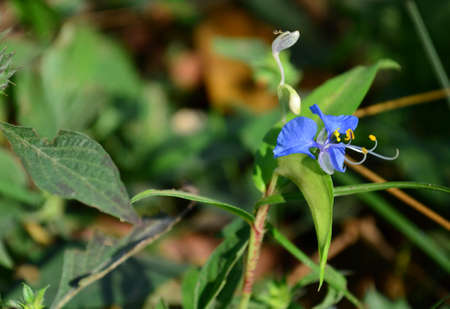 Blue Flowersの写真素材