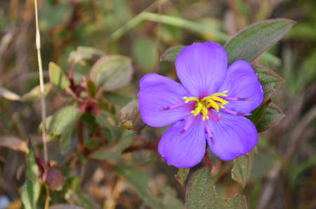 Purple flowersの写真素材