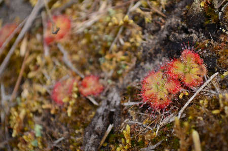 Drosera burmannii Vahl.の写真素材