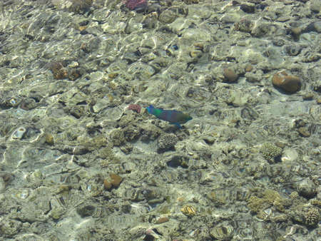 fish in the sea corals