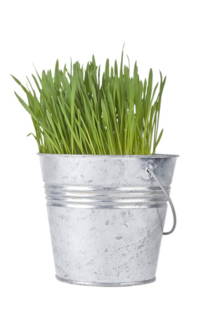 Wheat grass in the metal bucket on white backgroundの写真素材