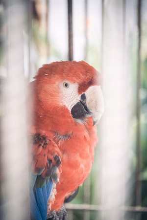 Big parrot in a cage closeup portraitの写真素材