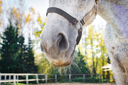 Close-up of a horse's noseの写真素材