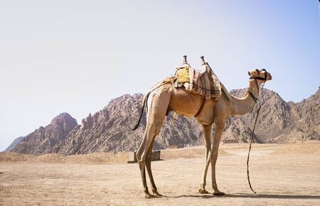 Camel resting in the desert on the sun の写真素材