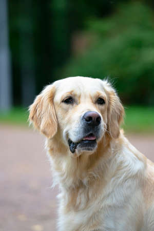 Portrait of a Golden Retriever adult dog in the parkの写真素材