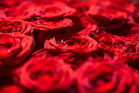 Red natural fresh bouqet of roses background pattern, macro studio shotの写真素材