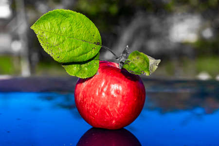 Red apple with green leafs in the gardenの写真素材