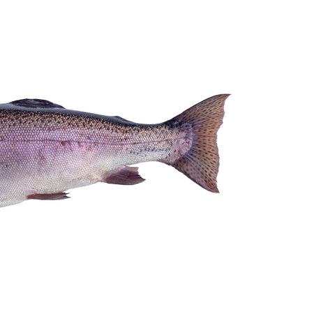 Tail of raw rainbow trout isolated on white backgroundの写真素材