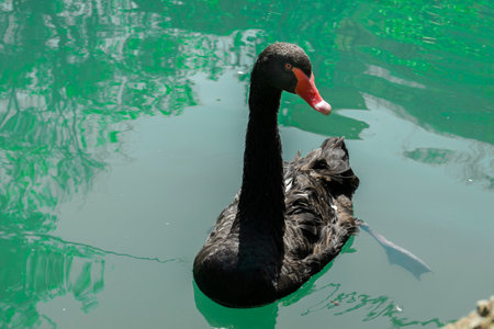 Black Swan Float in the Lake at the Pond in the Parkの写真素材