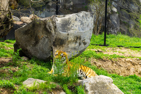 Tigers in the zoo resting on the grassの写真素材