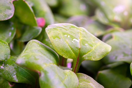 Micro-Village, Green Fresh Grass, Microgreen vegetable garden on the windowsill, background, texture. water drops textureの写真素材