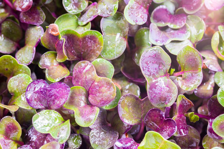 Micro-Village, Green Fresh Grass, Microgreen vegetable garden on the windowsill, background, texture. water drops textureの写真素材