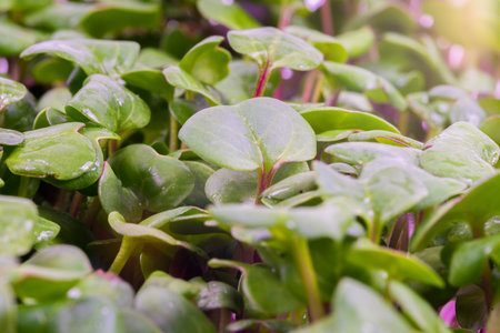 Micro-Village, Green Fresh Grass, Microgreen vegetable garden on the windowsill, background, texture. water drops textureの写真素材